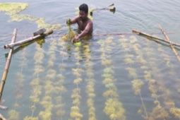 Seaweed Culture Unit